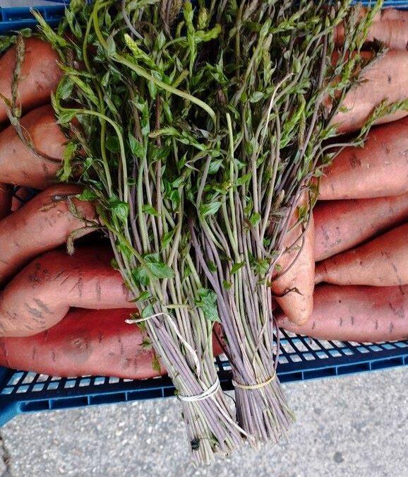 Počela sezona kuka na pijaci kilogram čak 50 KM