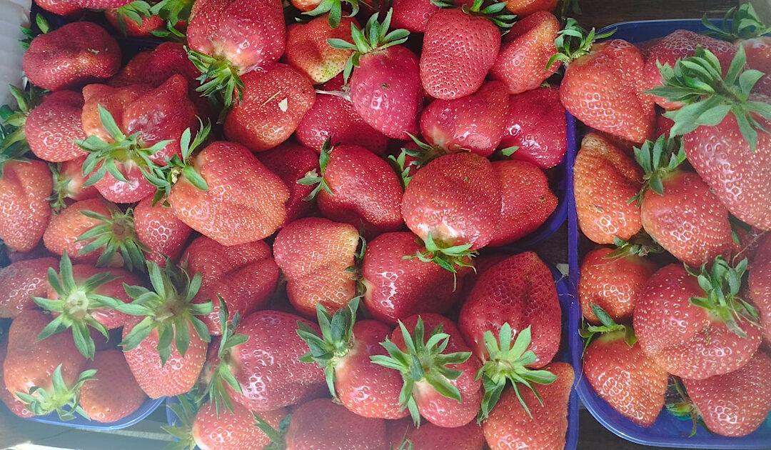 Jagode najtraženije na veletržnici u Tasovčićima, cijena do 7,5 KM