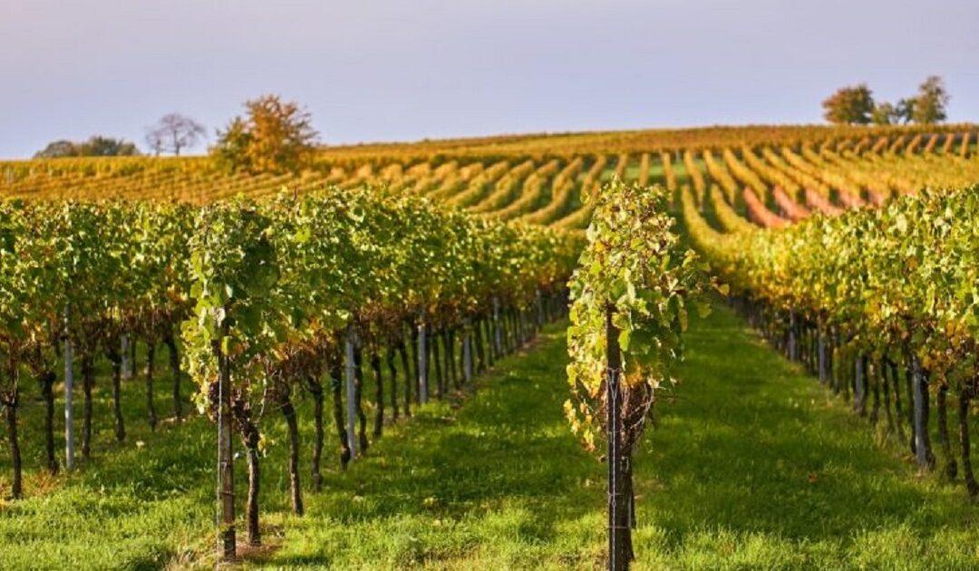 Upozorenje vinogradarima: povećan rizik od plamenjače