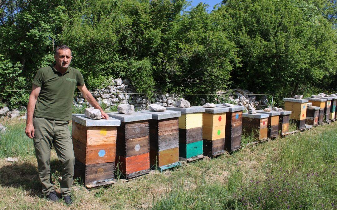 Svjetski dan pčela: Hercegovački pčelar upozorava na pesticide, klimatske promjene i lošu sezonu