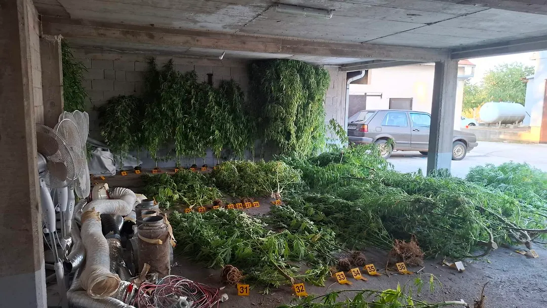 FOTO| U Stocu pronađene 64 stabljike koje asociraju na indijsku konoplju