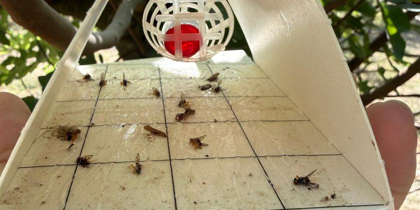 Povećan broj mediteranske voćne muhe (Ceratitis capitata) – preporuke za djelovanje Povećan broj mediteranske voćne muhe (Ceratitis capitata) – preporuke za djelovanje