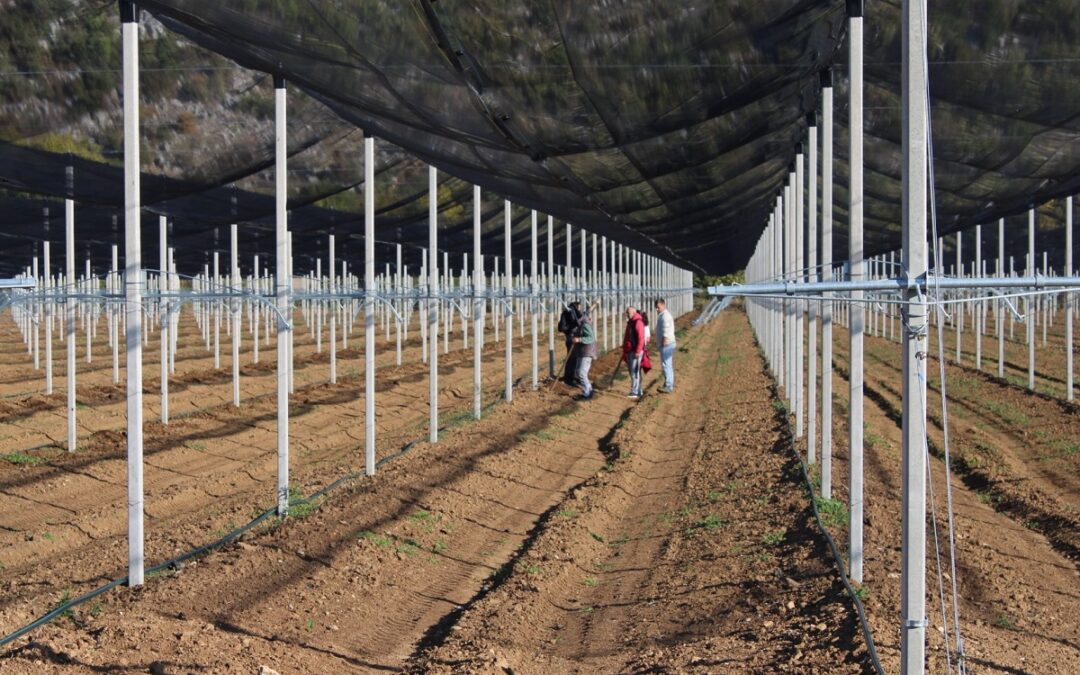 Čapljinska tvrtka Agroherc pokreće nasad žutog kivija s 11.000 sadnica